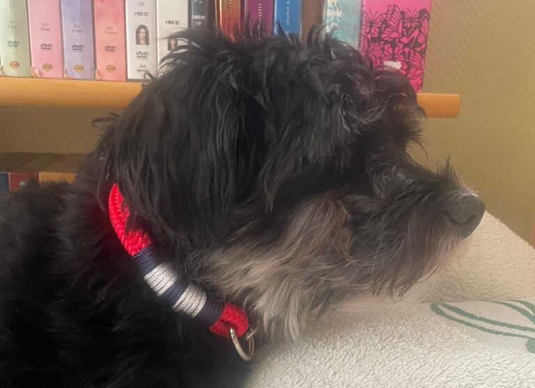 1eb4e90f-32d5-476e-9c87-1e066793c21c