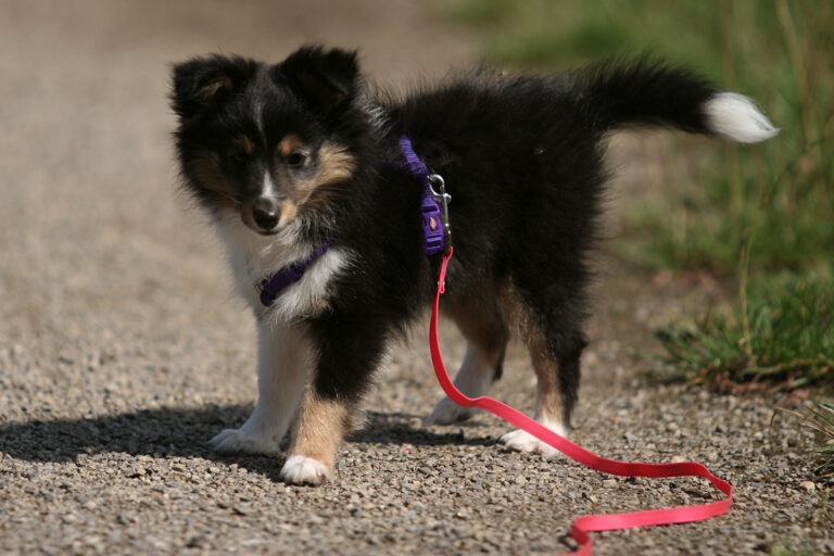 welpenleine
