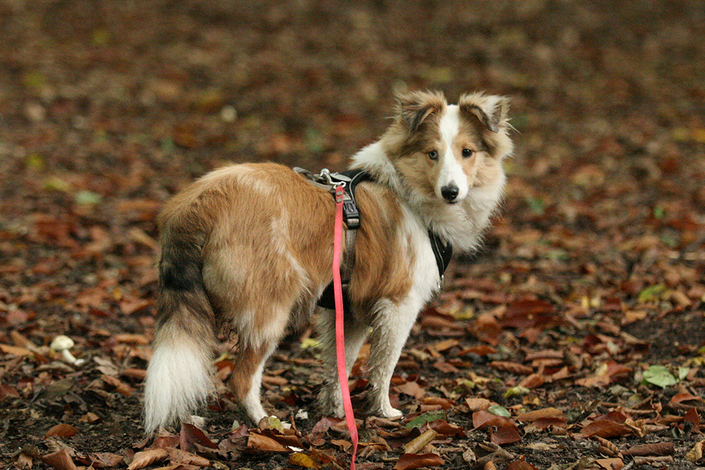 Sheltie im Laub unterwegs mit Schleppleine