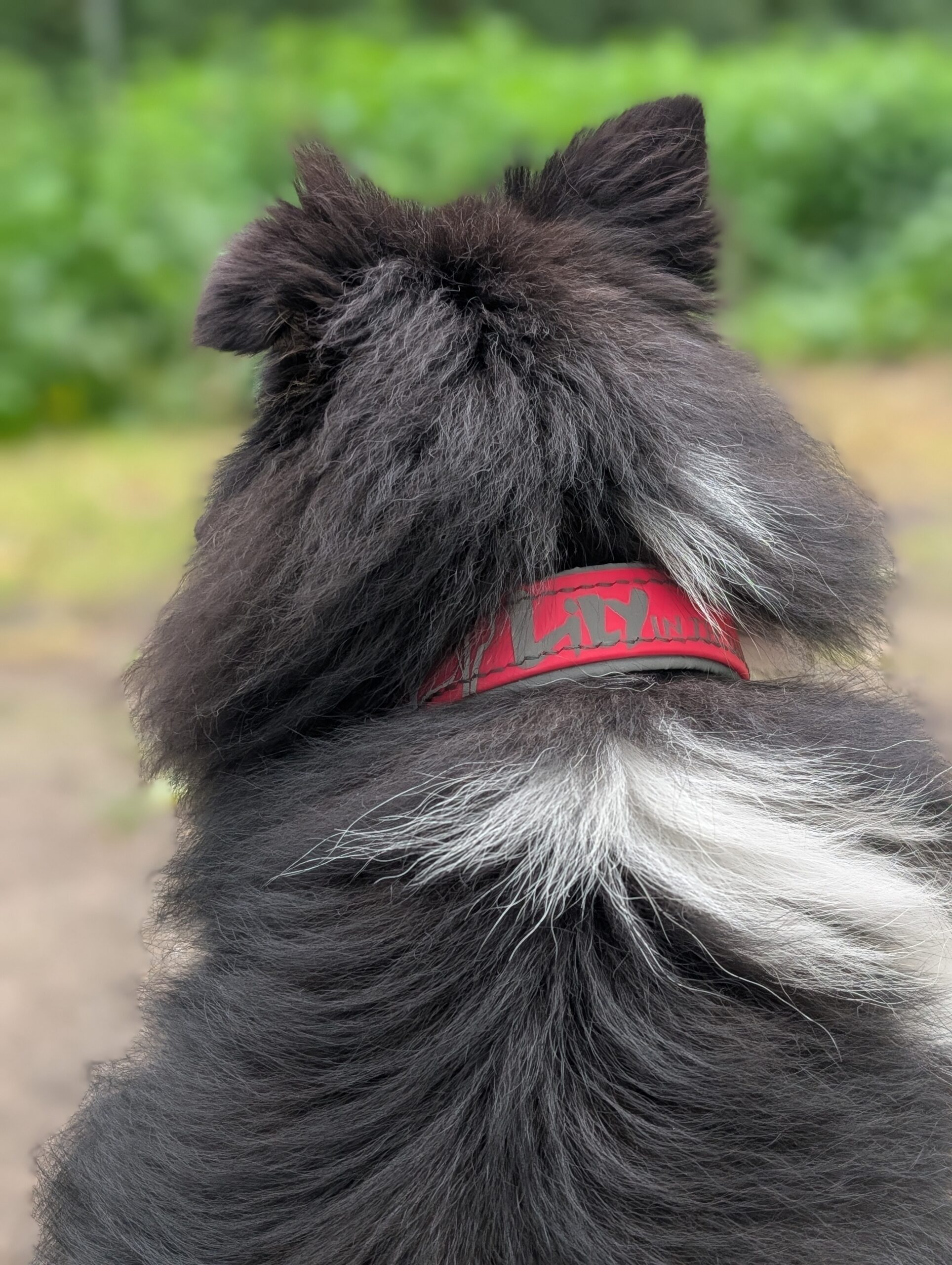 Sheltie mit In the Darkness Halsband Neon Pink