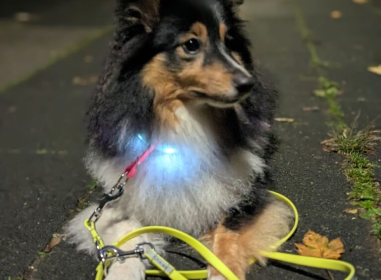 Sicherheit auf Abendrunden: Reflektierende Elemente und Sichtbarkeit für dich und deinen Hund