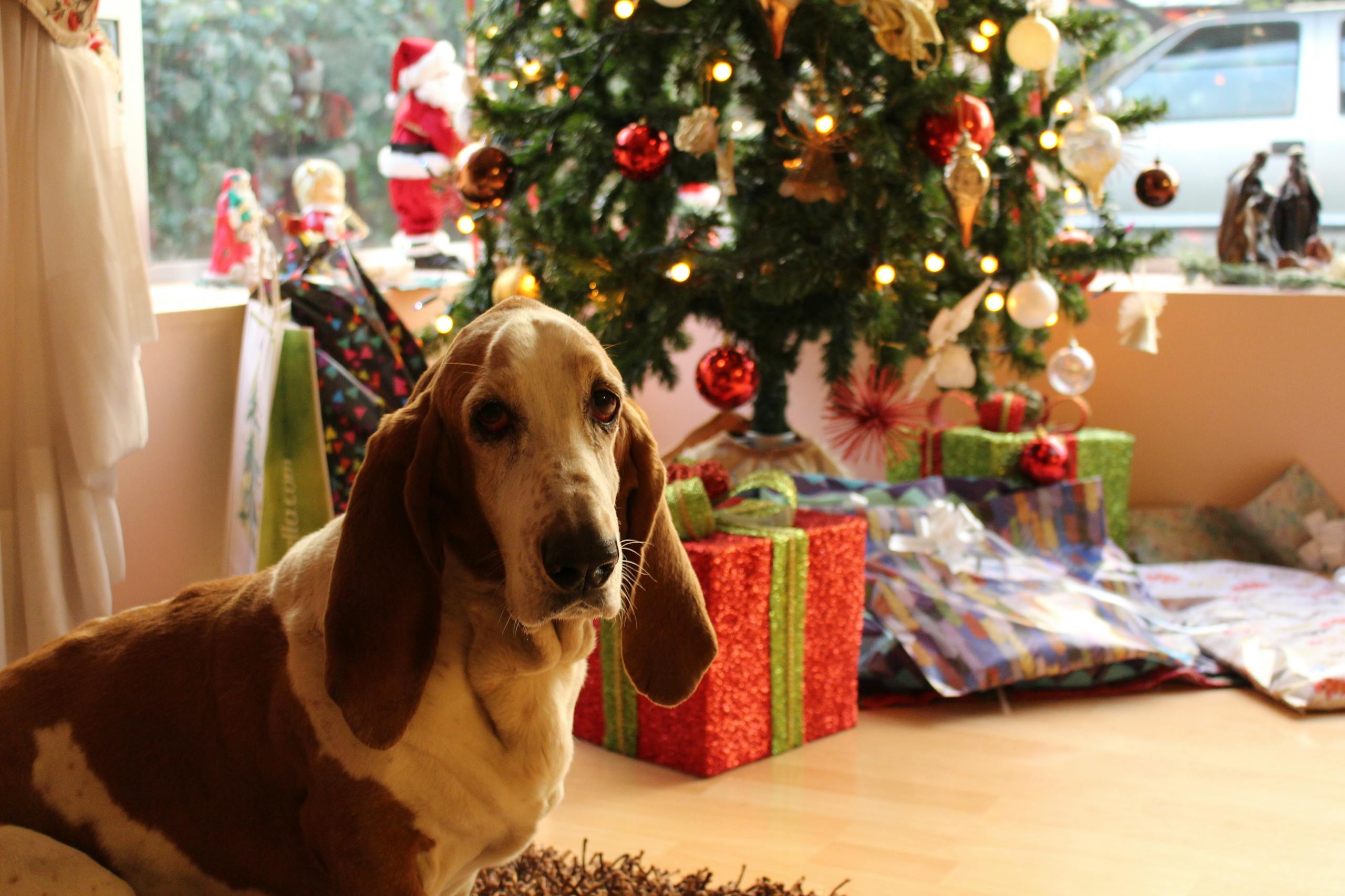 A basset hound sits in a living room decorated with a Christmas tree and gifts, capturing the holiday spirit.