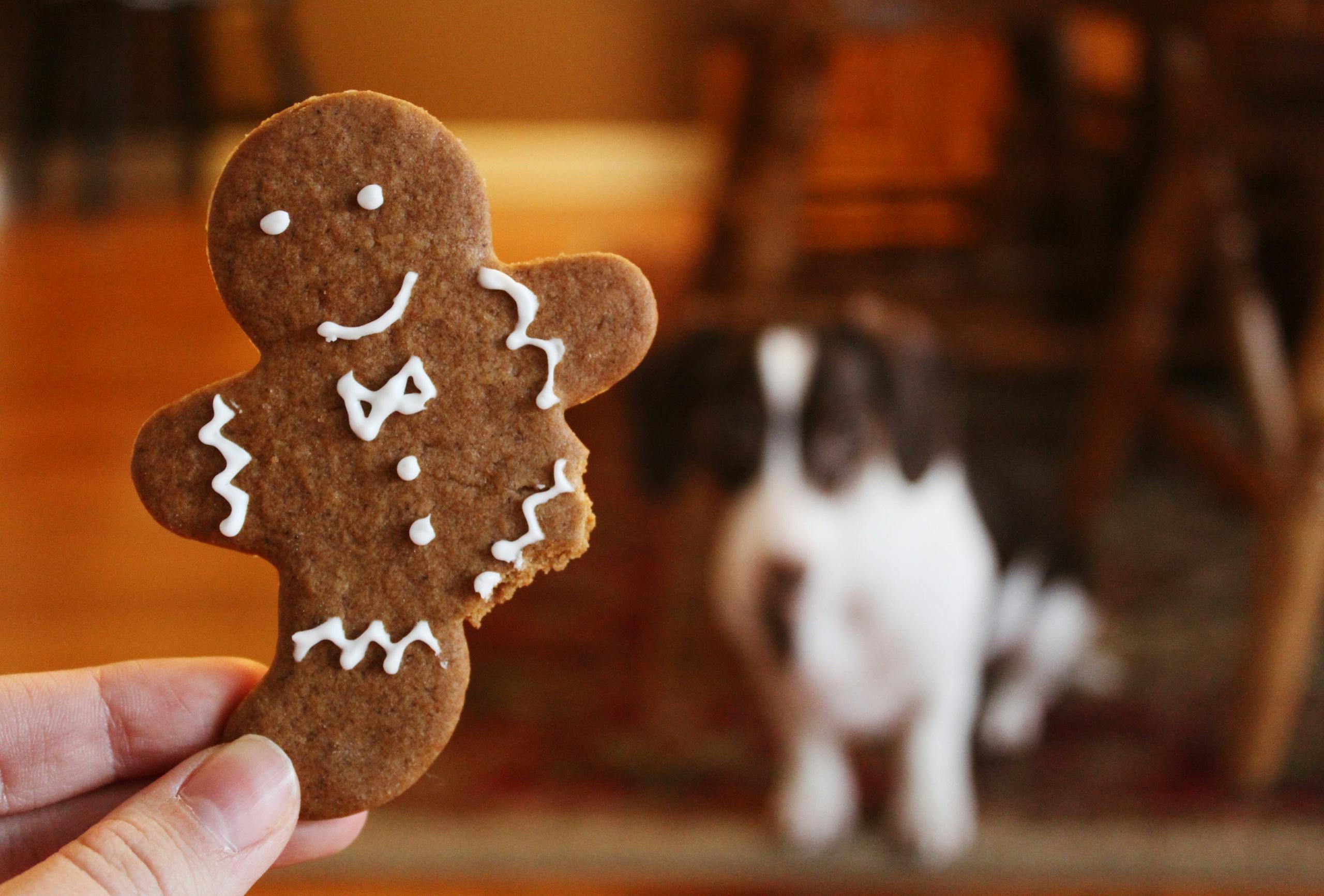 A gingerbread cookie held in focus with a blurred dog in the background.