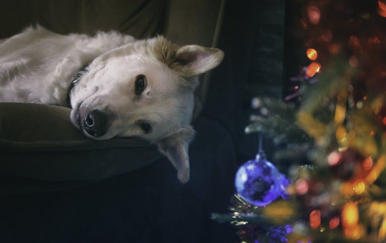 A serene portrait of a dog lounging by colorful Christmas decorations.