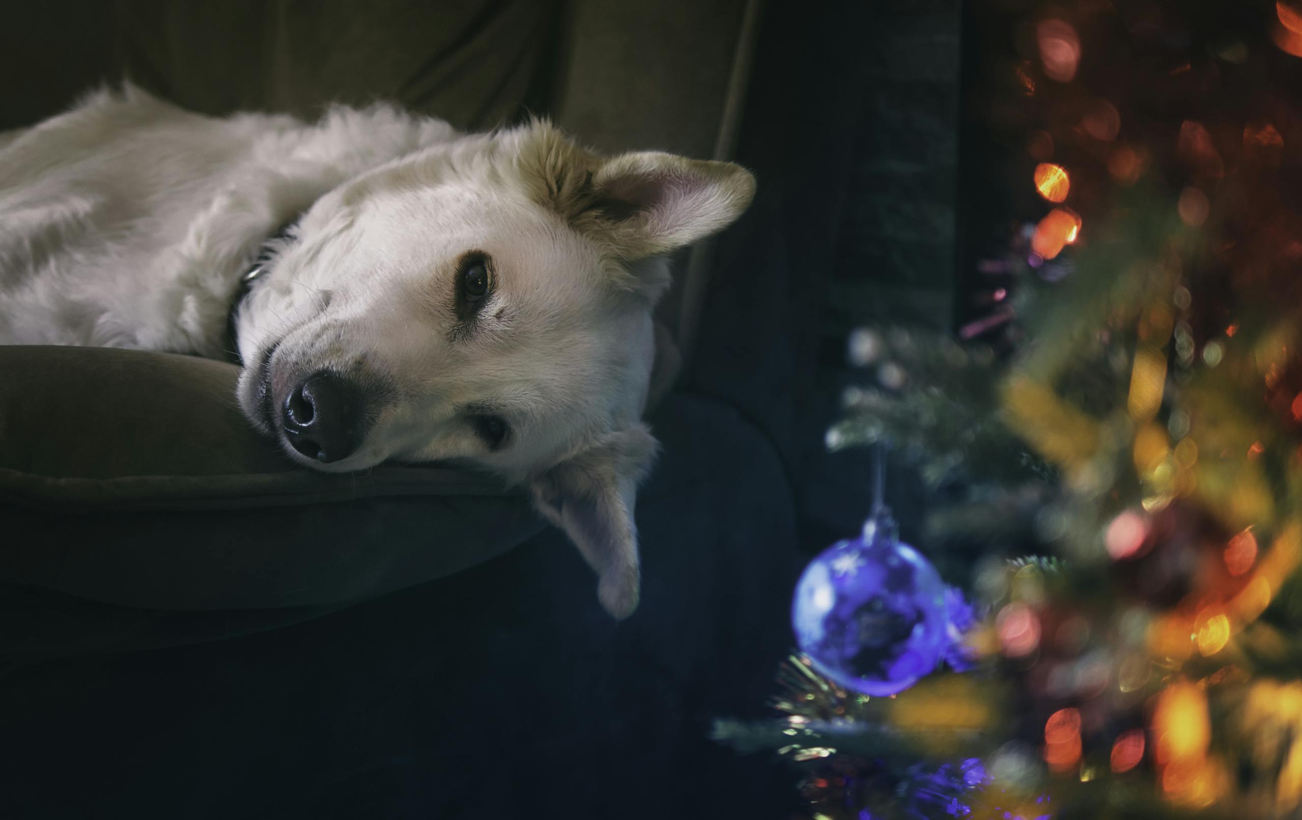 A serene portrait of a dog lounging by colorful Christmas decorations.
