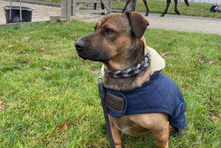 Leder im Winter: So bleibt dein Hundehalsband oder deine Leine geschmeidig und haltbar