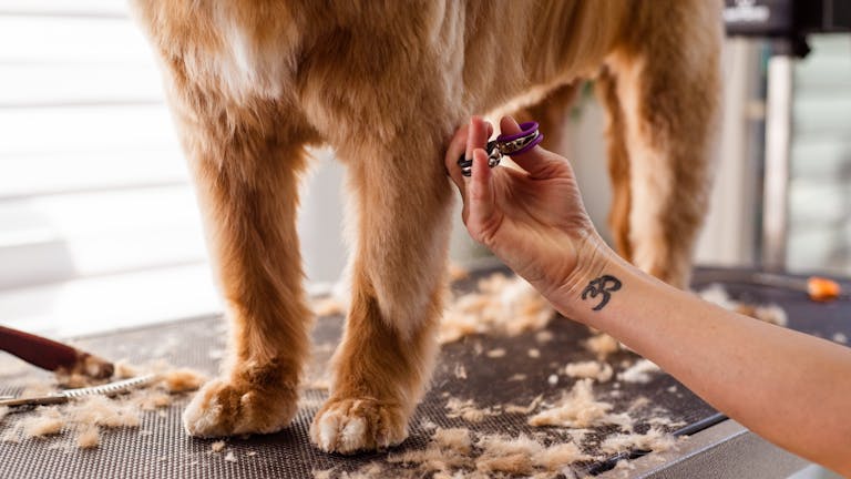 Professional dog grooming with scissors focusing on leg trimming indoors.