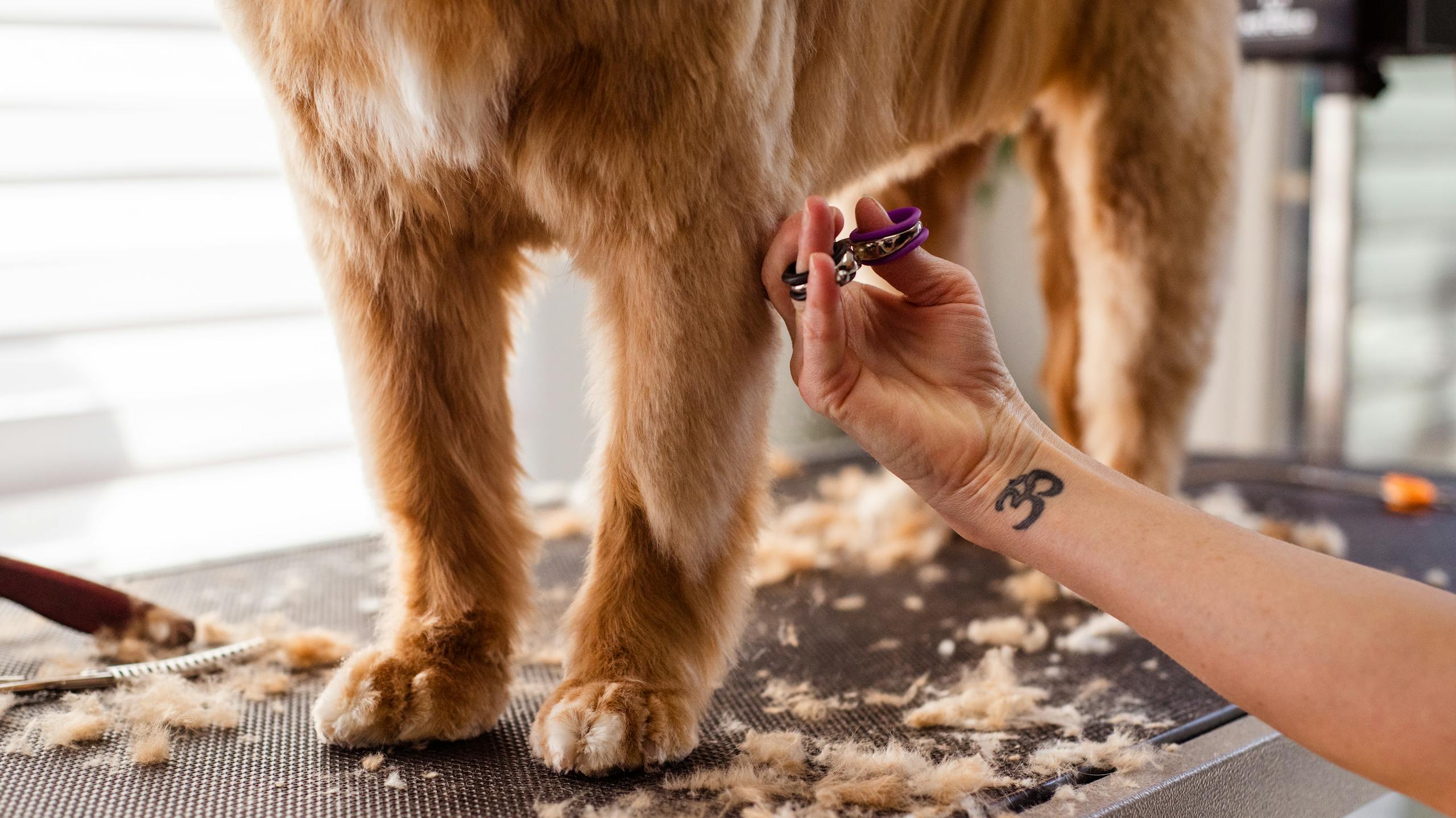 Professional dog grooming with scissors focusing on leg trimming indoors.